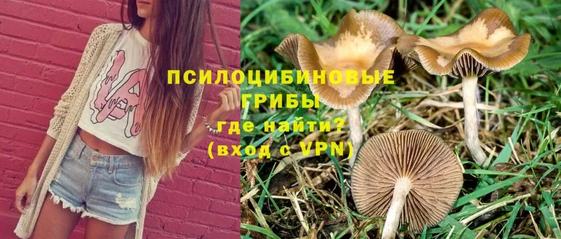 Галлюциногенные грибы Magic Shrooms  мега ТОР  Кубинка 